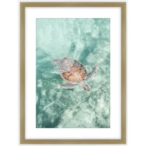 Turtle Glass Frame A